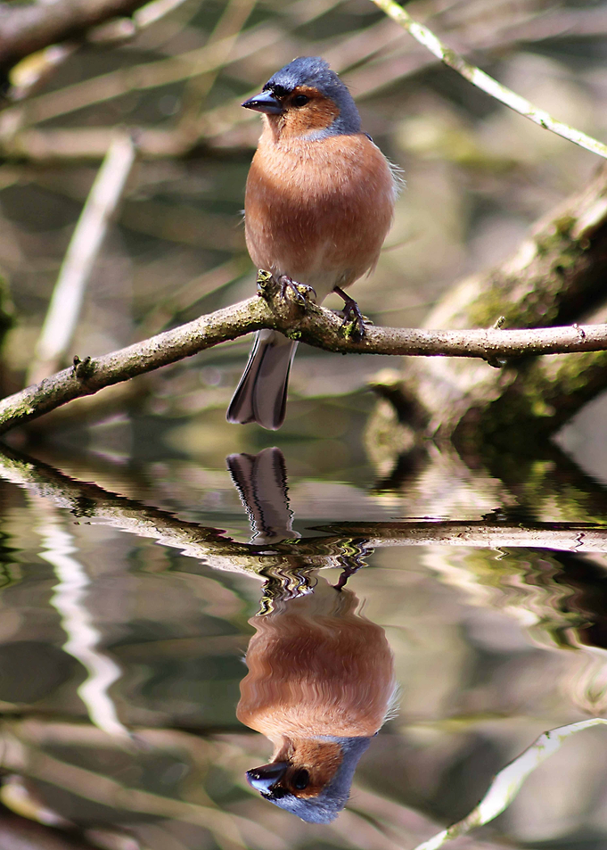 Chaffinch on a Branch