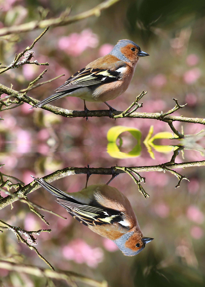 Chaffinch Reflection