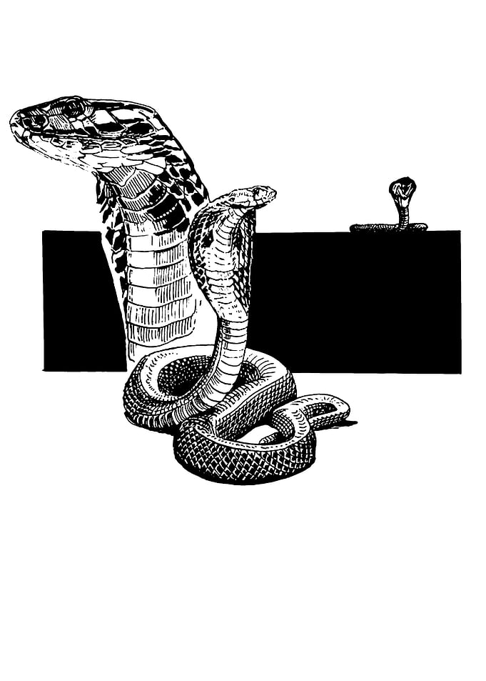Cobra Illustration