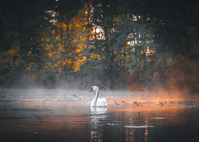 Swan in Misty Lake