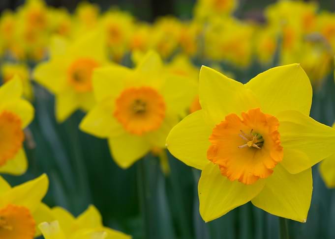 All Yellow