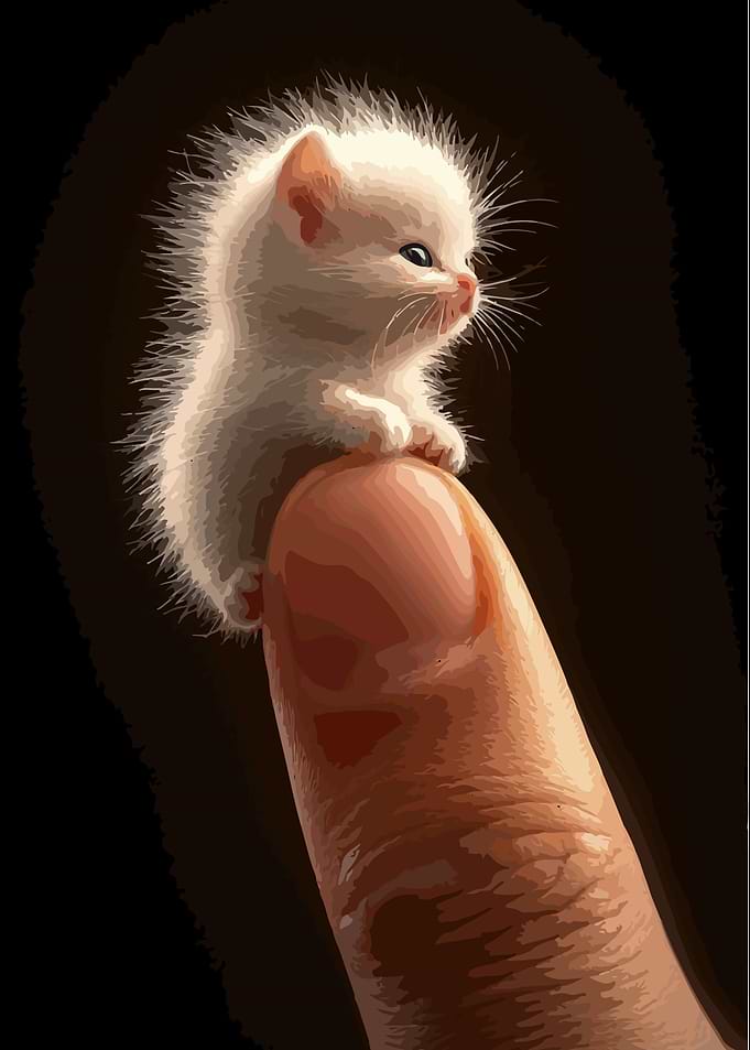 Cute Tiny Kitten