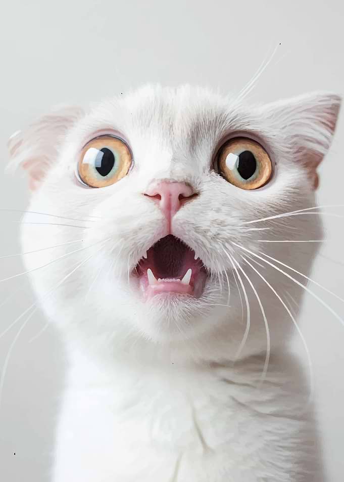 Scared Cat