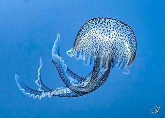 Spotted Jellyfish Underwater