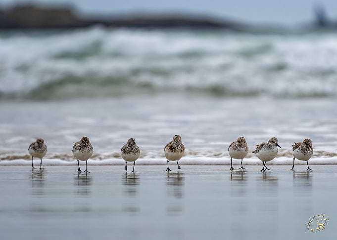 Sandpipers on the Beach