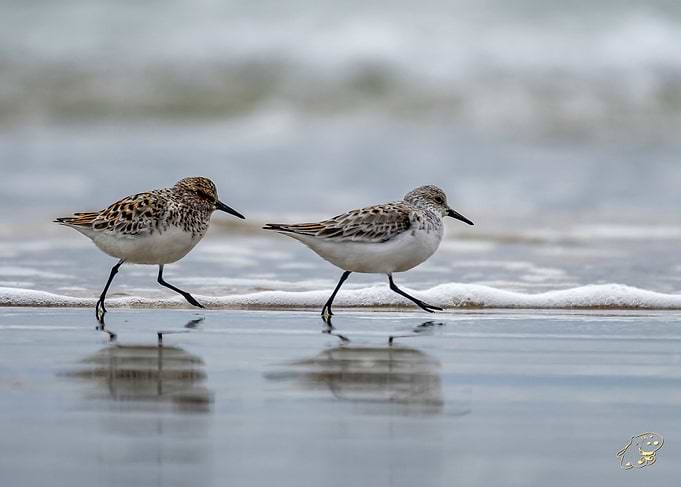 Two Sandpipers on the Beach