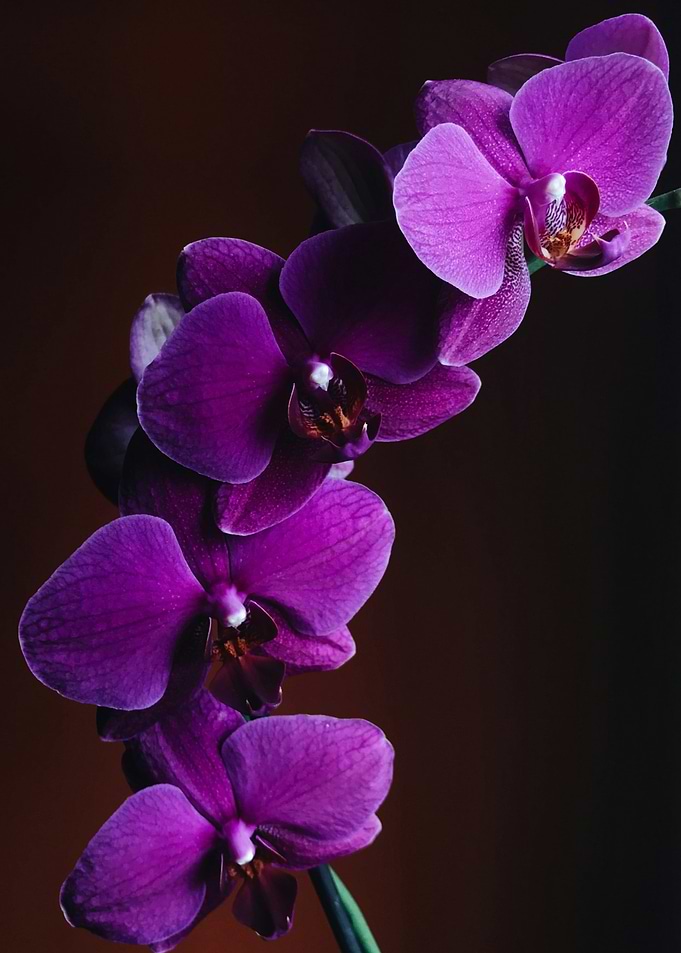 Purple Orchid Bloom