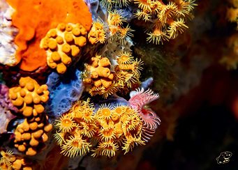 Coral Reef Close-Up