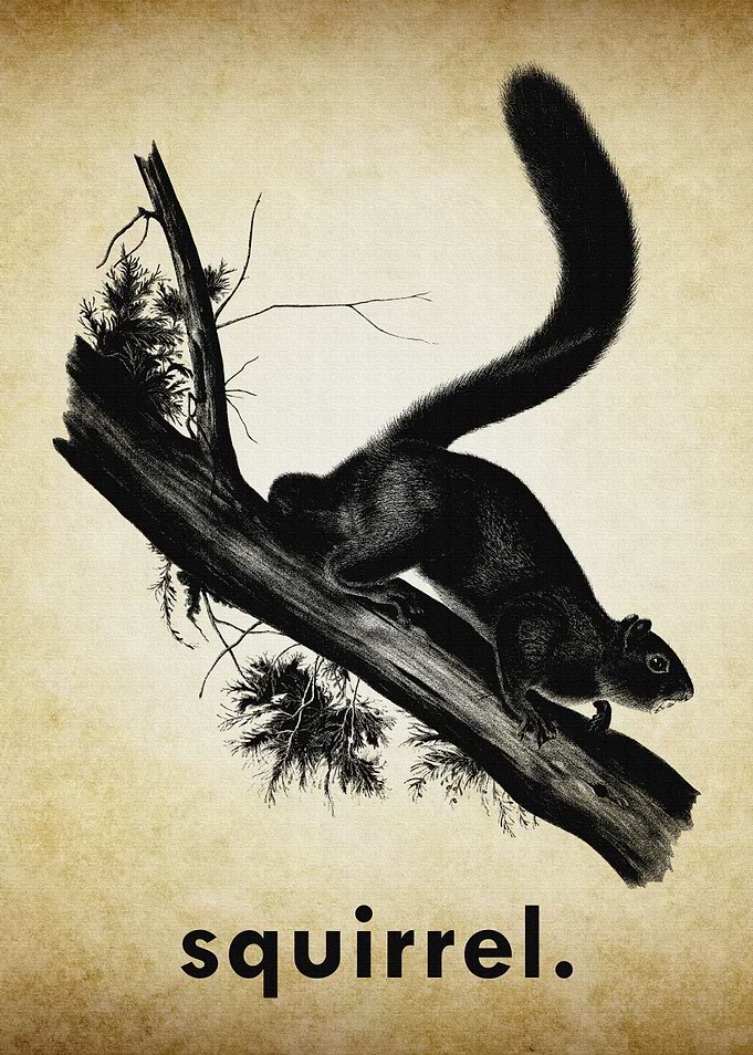 Squirrel on Branch