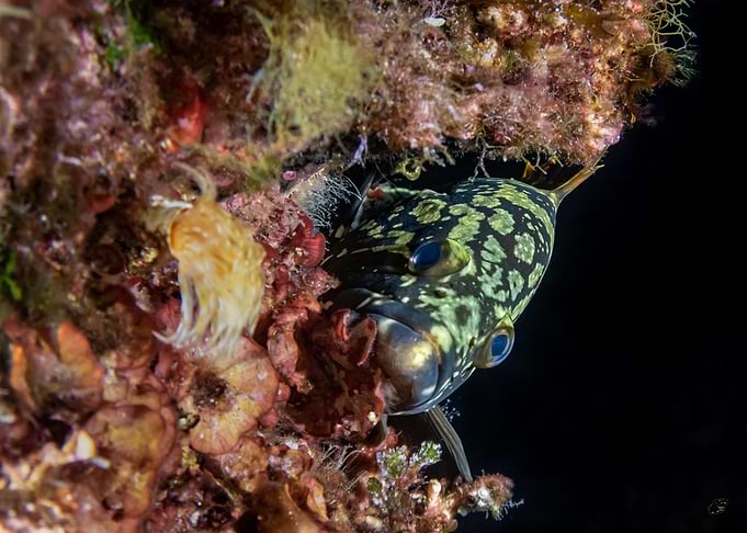 Grouper in Coral