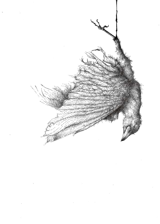 Hanging Bird Drawing