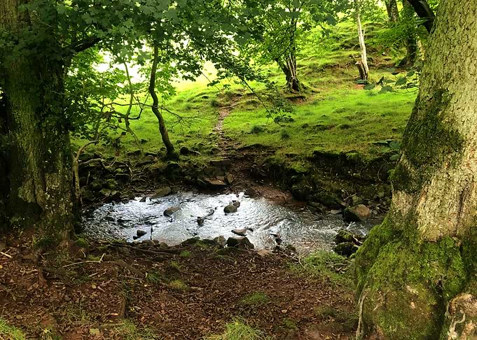 Lush forest stream!