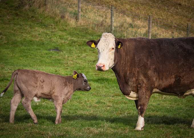 Cow and Calf in Field