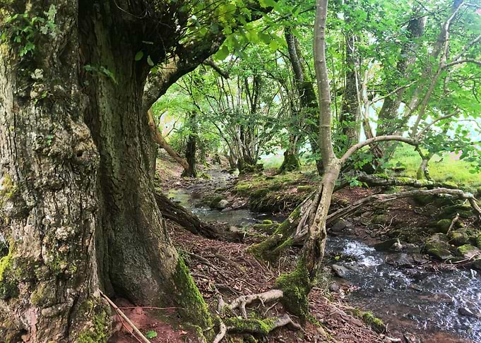 Forest tree!