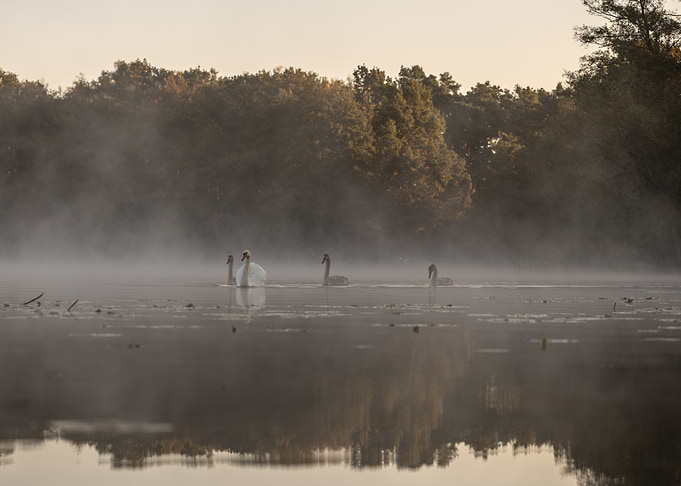 Misty Lake Swans