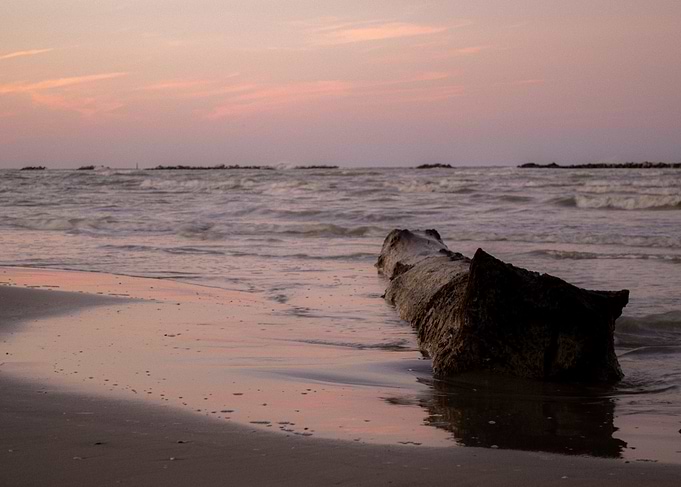 Driftwood on Sandy Beach