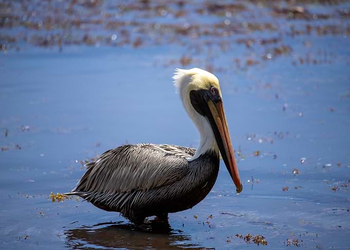 Pelican in Shallow Water