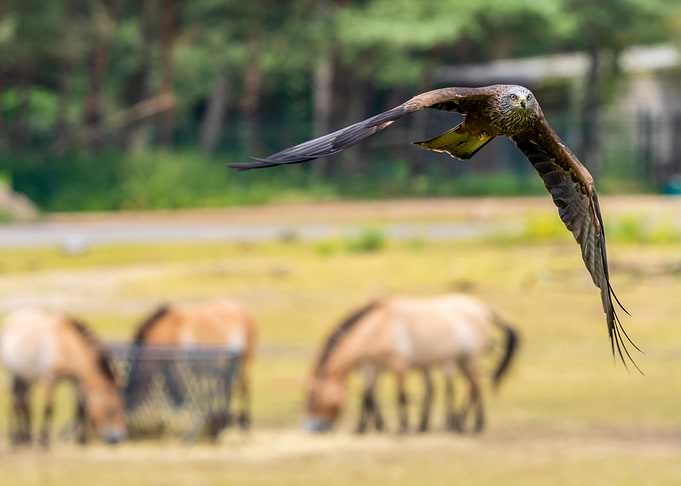 Black Kite in Flight with horses in background