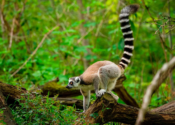 Ring-tailed Lemur in Forest