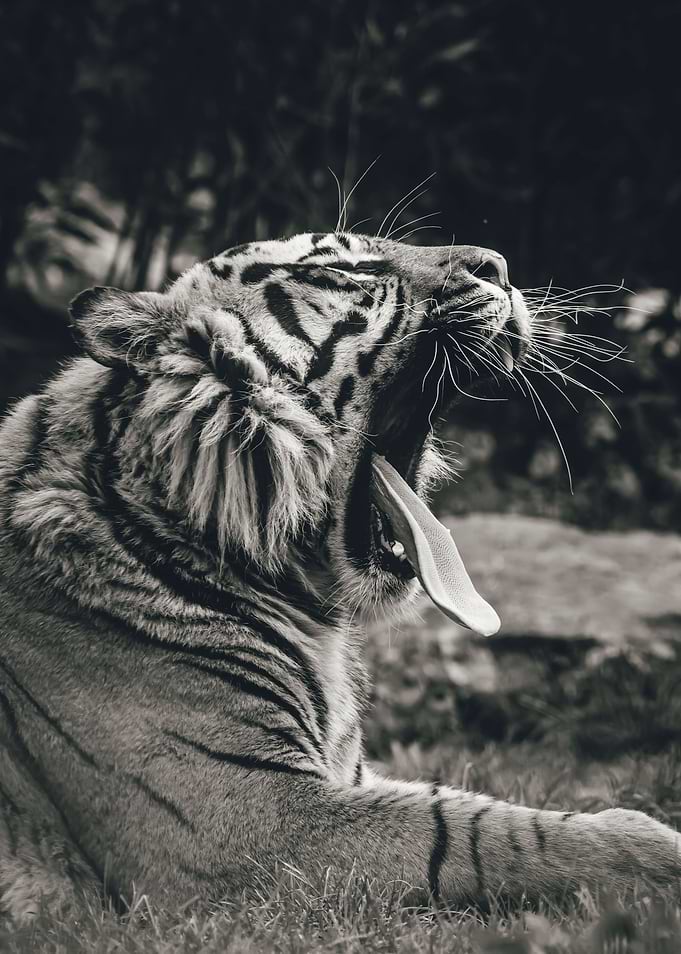 Yawning Tiger