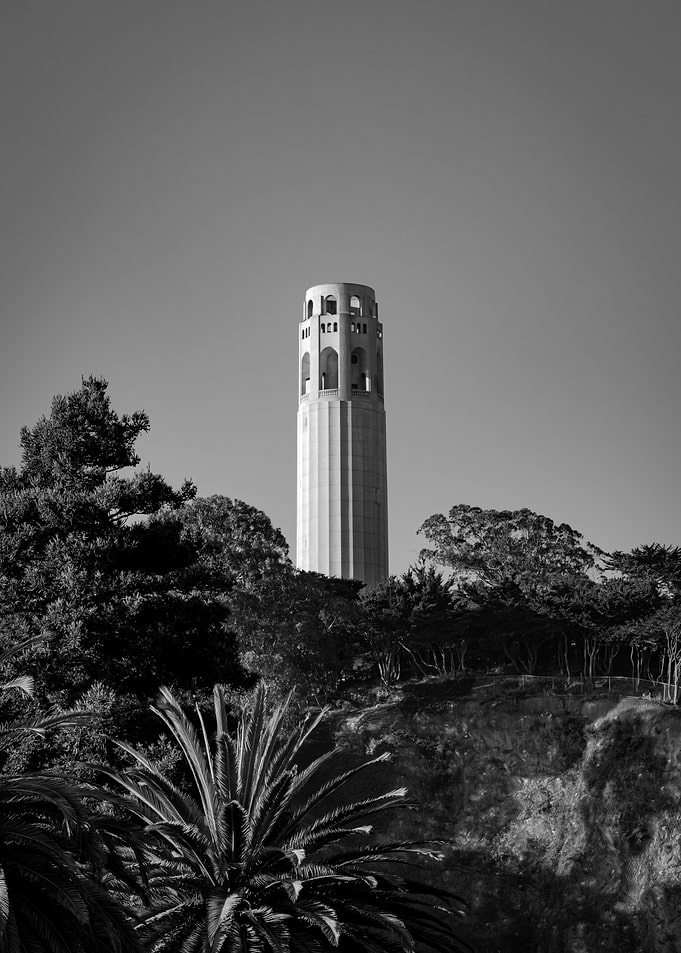 Coit Tower & Palm Trees - San Francisco Photography