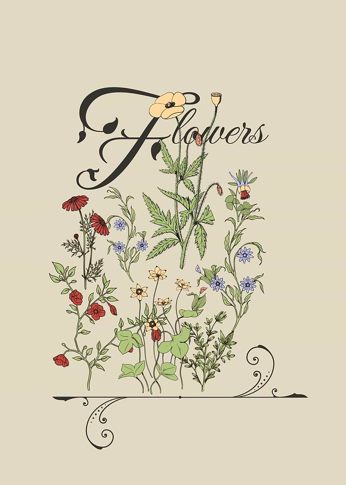Floral Illustration Coneflowers