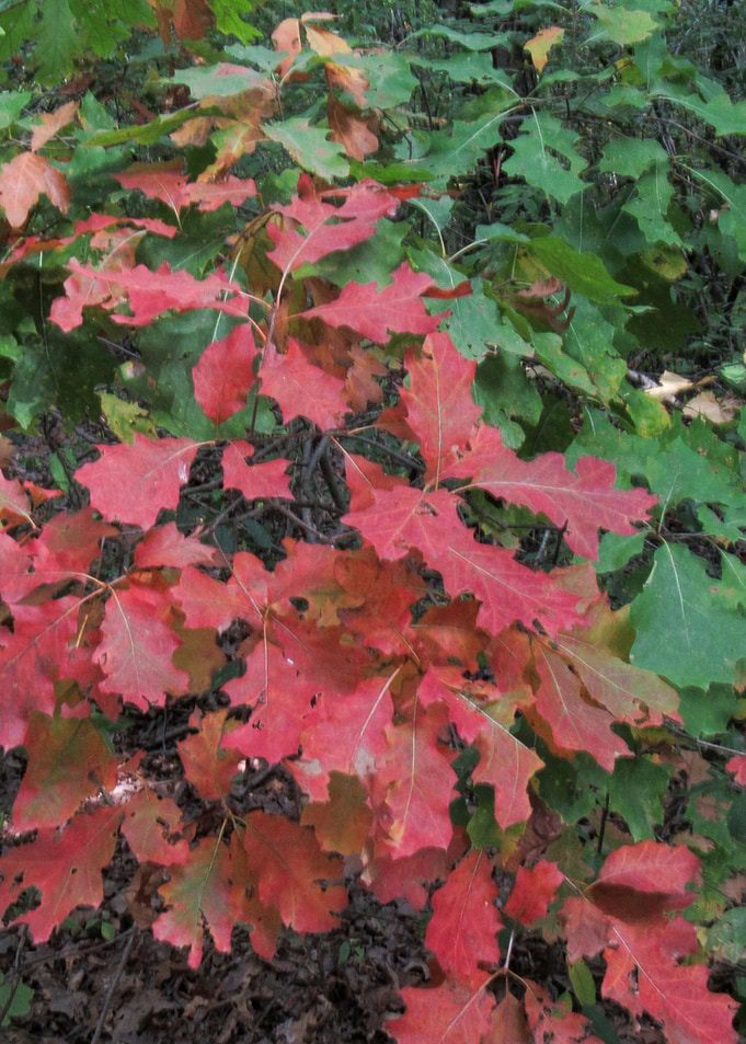 Autumn Leaves