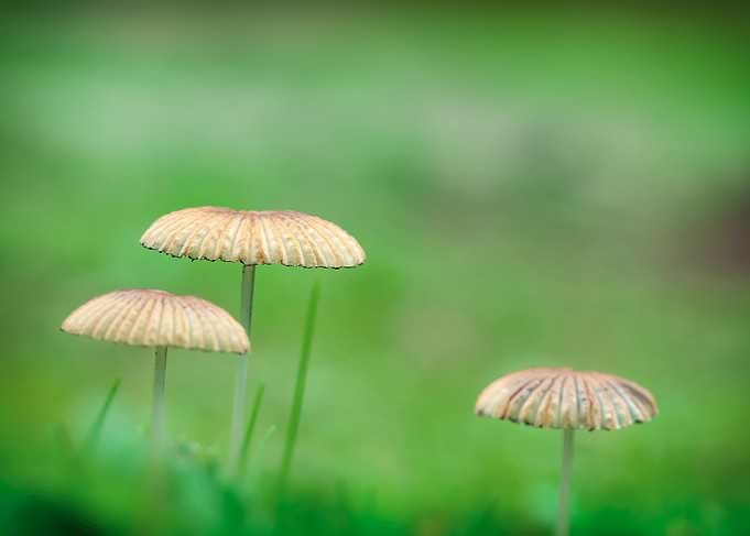 Three wild mushrooms. Macro photography of three delicate and elegant small beige mushrooms with a background of vivid green fresh grass. The background has an aesthetic soft-focus bokeh. The image conveys a sense of delicate and fresh nature.