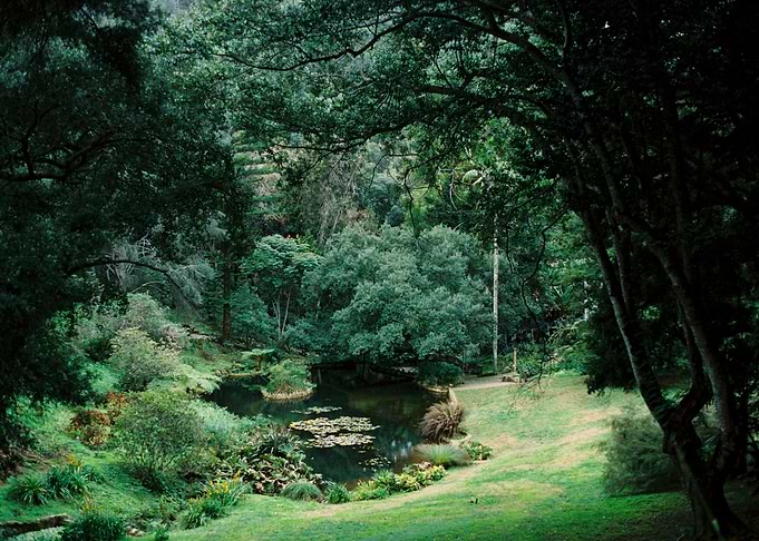 Serene Forest Pond