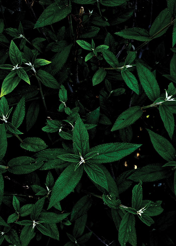 Dark Green Foliage