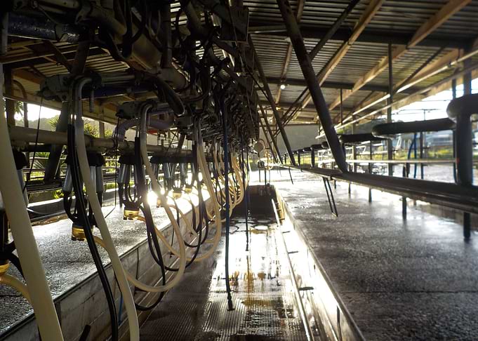 Dairy Farm Milking shed NZ