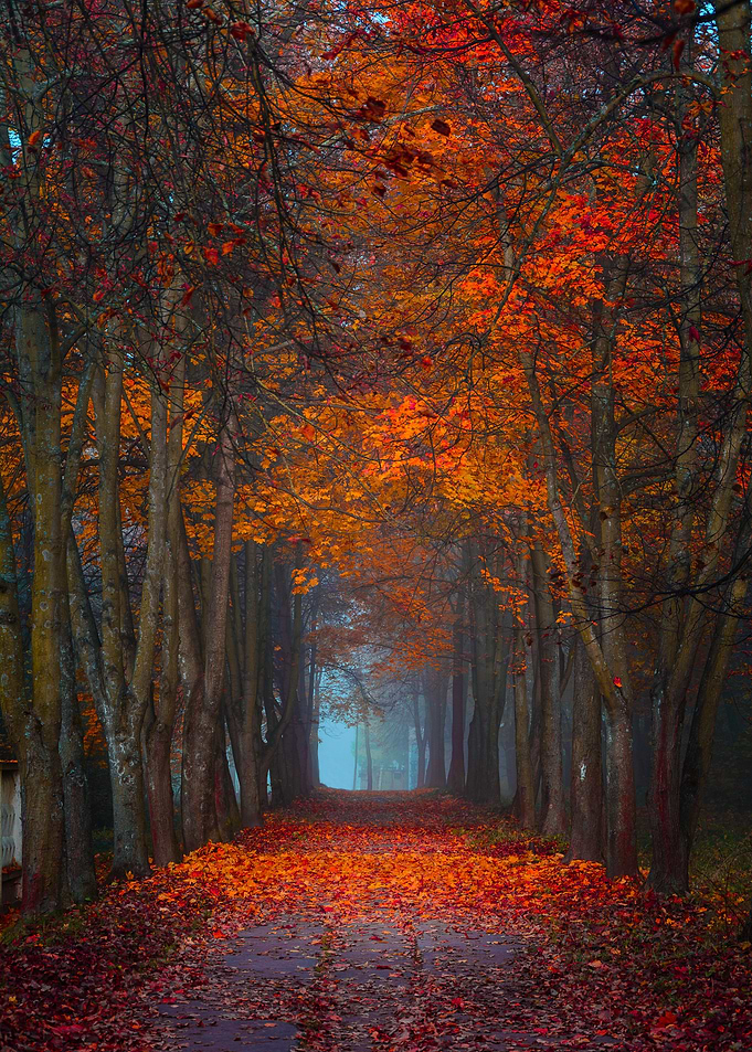 Autumn Forest Path
