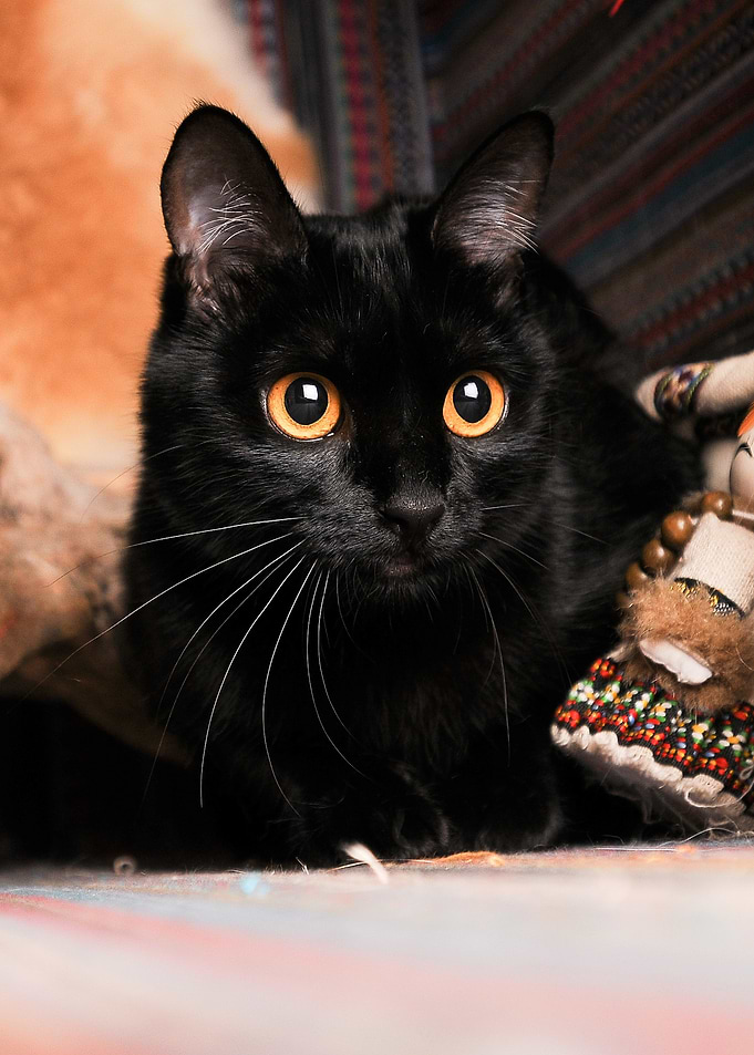 Black Cat Rosting