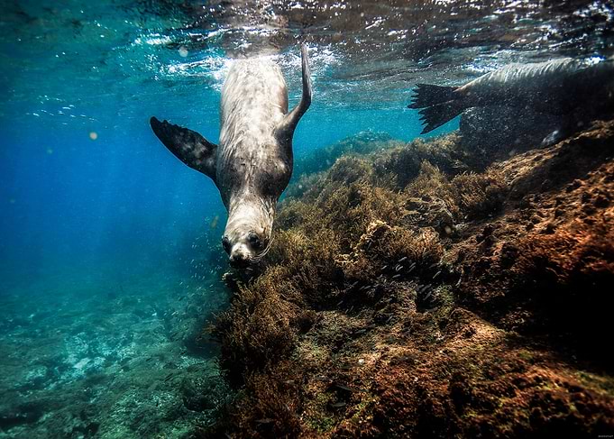 Galapagos sea lions playing underwater