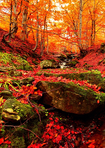 Autumn Forest Stream