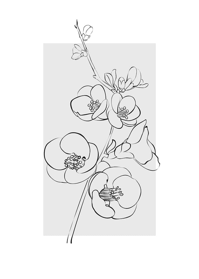 Line Art Flower Cherry Blossom