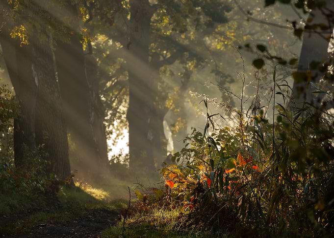 Sunbeams Through Foggy Forest