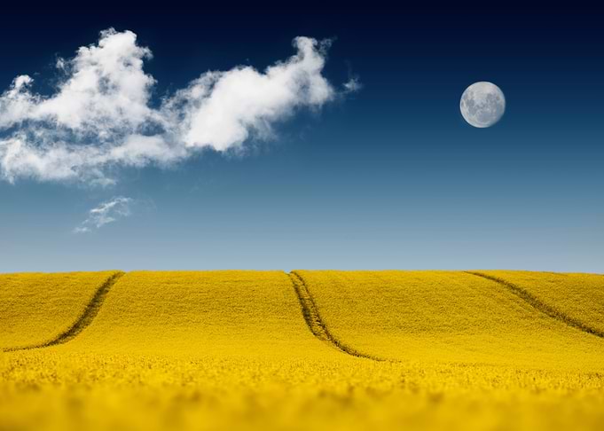 Yellow Field Under Moon