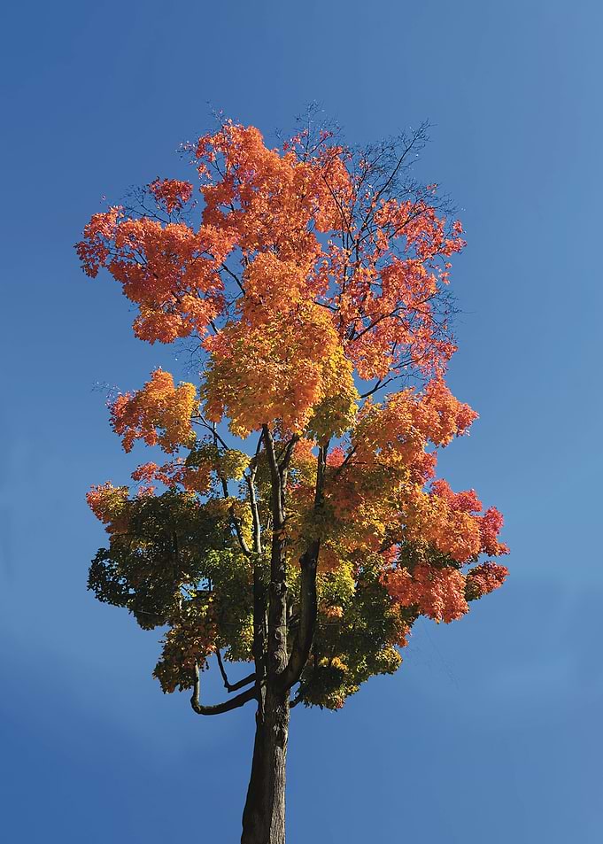 Heaven Tree