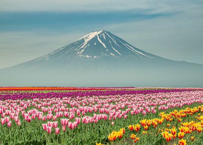 Landscape of Japan tulips with Mt.fuji in Japan.