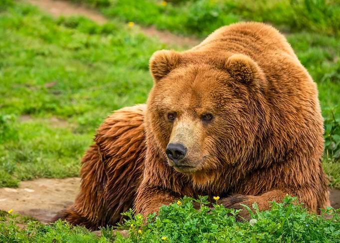 Brown Bear in Grass