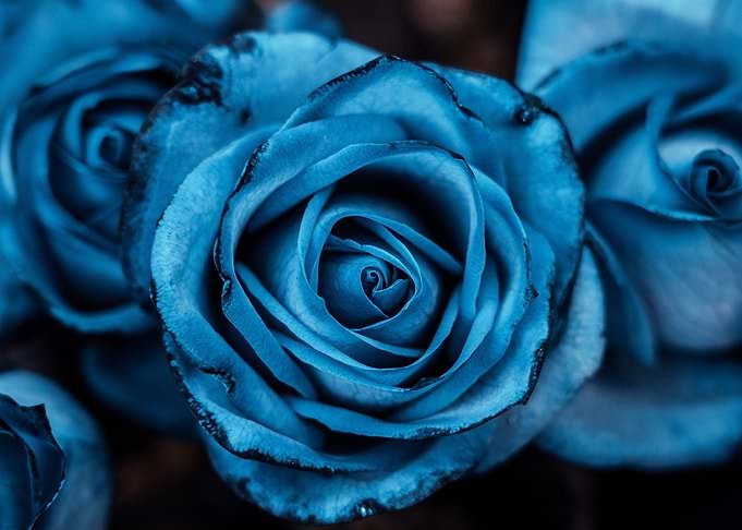 Blue Rose Close-Up
