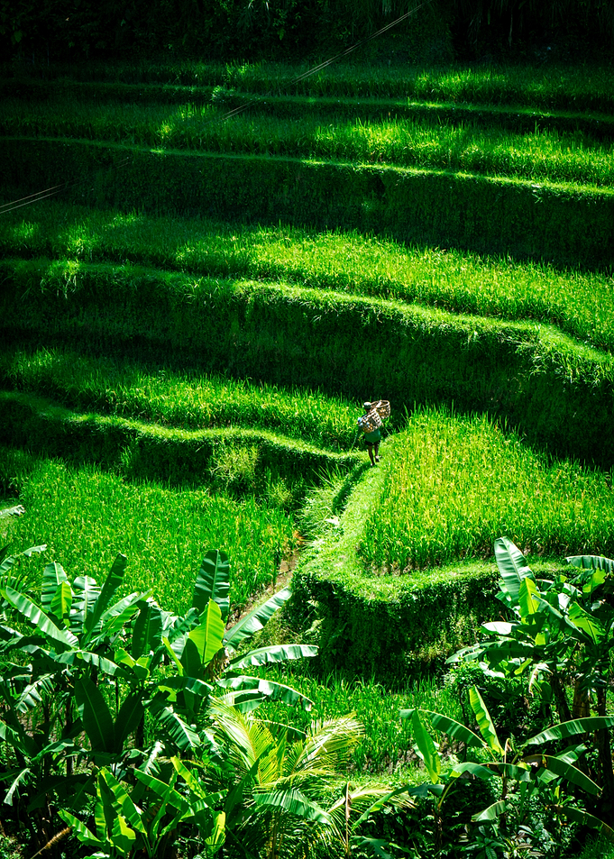 Rice Terraces in Bali