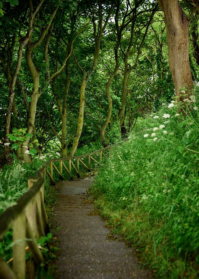 Forest Path