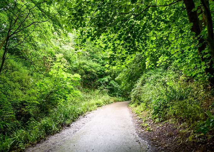 Summer Path