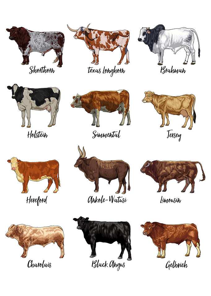 Cow drawings - cow breeds