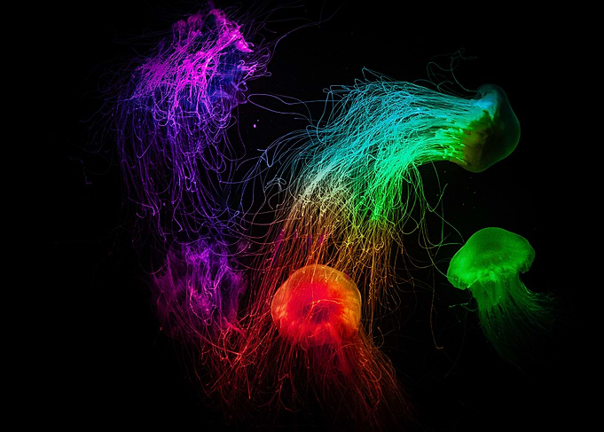 Void Jellies