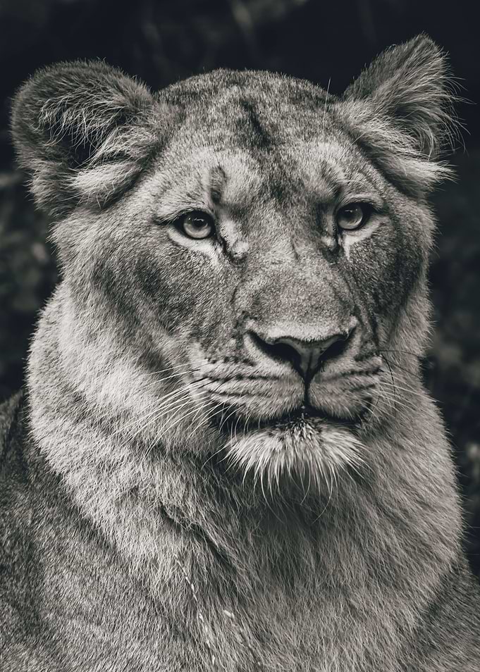 Lioness Portrait