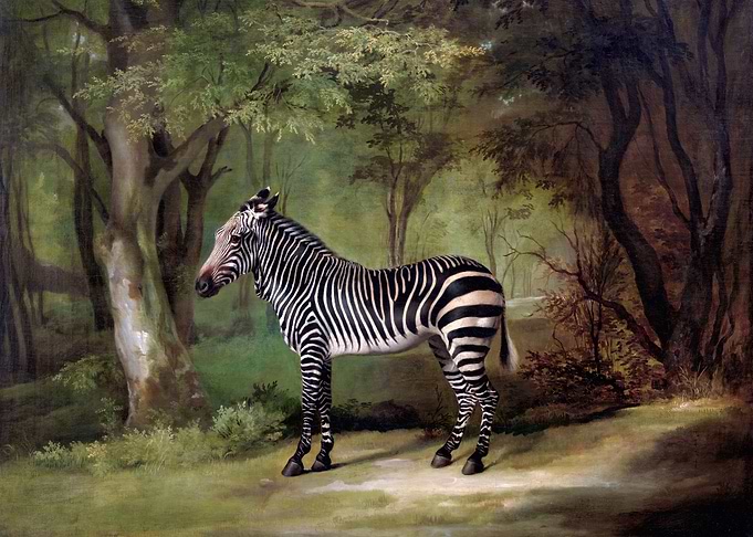 Zebra