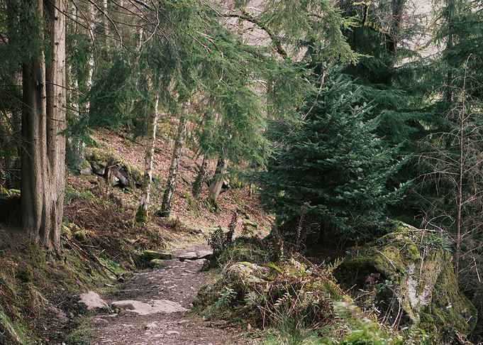 Scottish Forest Path